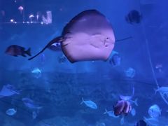 -烟台海昌鲸鲨海洋公园