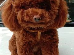 -汪喵宠物医院·骨科心脏影像·犬猫急重症ICU诊疗中心(成华分院)