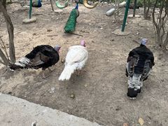 -广东花都香草世界旅游度假区
