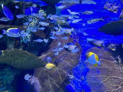 -上海海洋水族馆