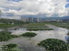 -洱海月湿地公园