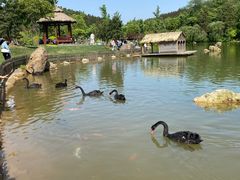 -南京银杏湖乐园