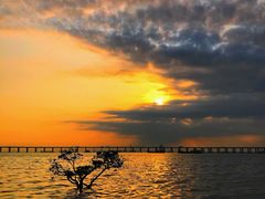 -宝安西湾红树林湿地公园