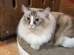 -白兔子密室(长寿路店)