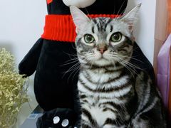 -猫大福·Fortune Cat猫舍(百子湾店)