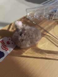 -IMON·HANSA潮玩玩偶毛绒玩具(通州万象汇店)