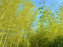 -宜兴龙背山森林公园