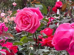 -人民公园(罗湖区)