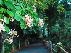 -东莞观音山旅游风景区