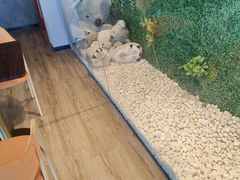 -了不起的考拉咖啡店(高新店)