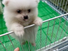 -中环花鸟鱼虫市场