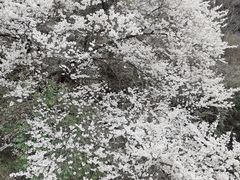 -九皇山景区