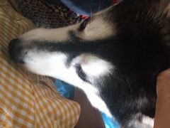 舔裙子上的胡萝卜-Husky Go! 哈士奇体验馆·宠物咖啡厅狗咖