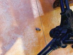 -more than meow吴止猫主题餐厅(承德 中船汇店)