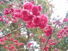 -金盆阿嬷香菇茶叶蛋(玄光店)