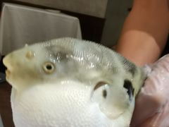 -肆月河豚·新淮扬(金融街店)