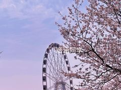 -顾村公园