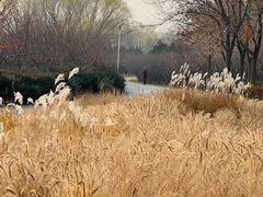 -永定河休闲森林公园