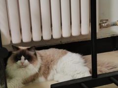 -北京恒爱动物医院(清景园分院)