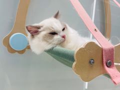 -babydoll猫舍·米努特·德文·缅因(久光中心店)