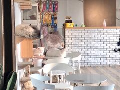 -猫房·猫吧·猫咖(龙湖时代汇店)