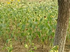 -艾溪湖湿地公园