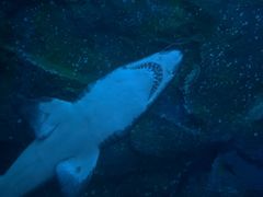 -迪拜水族馆及水下动物园