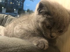 -1013 PET SHOP精品宠物商店(丁香店)
