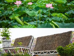 -江门古劳水乡旅游区