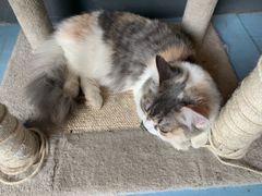 -猫色咖啡·猫咖