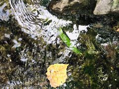 -教师之家赵家羊汤馆(东青龙街店)