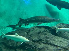 -太平洋海底世界