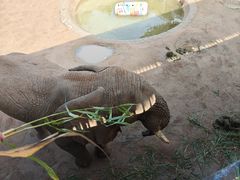 -西霞口神雕山野生动物世界