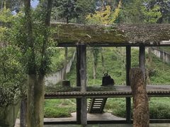 -中国大熊猫保护研究中心雅安碧峰峡基地