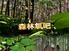 -洛阳白云山景区