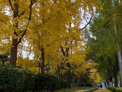 -顺城公园