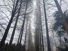 -上海滨江森林公园