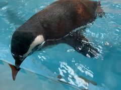 -帝企鹅自助餐厅•儿童岛•真企鹅(长隆企鹅酒店)