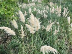 -贡湖湾湿地公园
