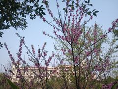 -重庆长寿碧桂园凤悦凤凰酒店