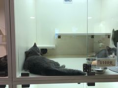 -十年猫舍·猫咪专门店(普陀店)