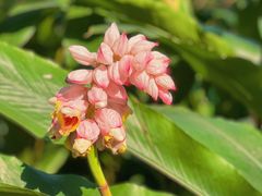 -广西壮族自治区药用植物园