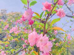 -顾村公园