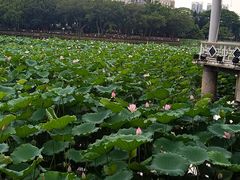 -荔湾湖公园