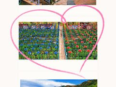 -密云玫瑰情园
