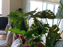 -Husky Go! 哈士奇体验馆·宠物咖啡厅狗咖