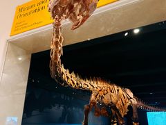 -美国自然历史博物馆