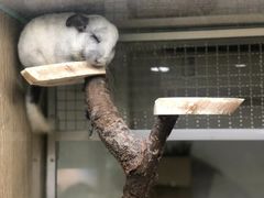 -藦茜花园宠物主题亲子互动体验馆(国顺东路店)