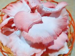 -仙蘑洞