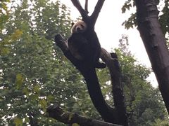 -都江堰中华大熊猫苑